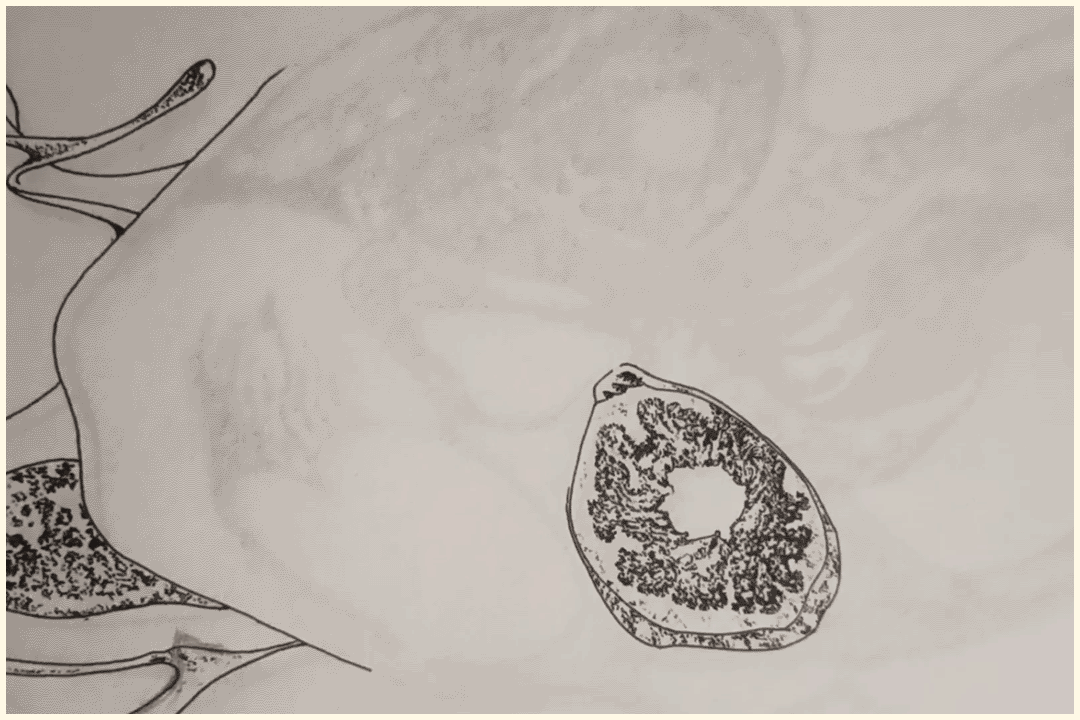 sketch and ink art, pen on paper, by Rita Rahimi